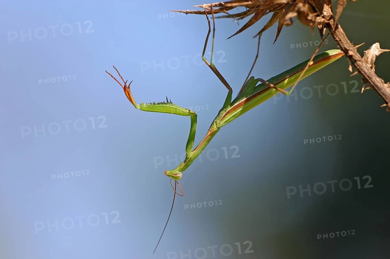 European mantis (Mantis religiosa), European Mantis, Kaiserstuhl, Baden-Württemberg, Germany, Europe