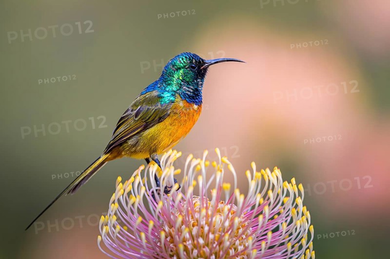 Orange-breasted sunbird (Anthobaphes violacea), Nectarinia violacea, Orange-breasted Sunbird, Souimanga orangé, Suimanga pechinaranja, Harold Porter National Botanical, Betty's Bay, Western Cape, South Africa, Africa