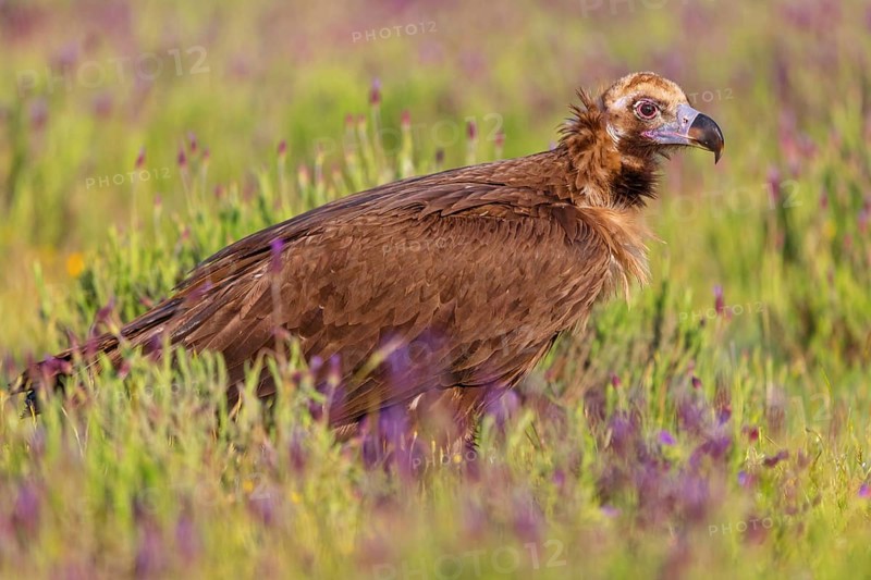 Monk Vulture, Monk Vulture, Black Vulture, (Cinereous Vulture), Aegypius monachus, Vautour moine, Buitre Negro, Monfragüe, Calera Y Chozas, Extremadura, Spain, Europe