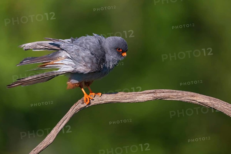 Red-footed Falcon, (Falco vespertinu), perching station, falcon family, Tower Hide, Tiszaalpar, Kiskunsagi National Park, Bacs-Kiskun, Hungary, Europe