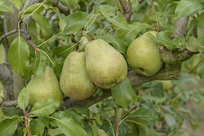 Pear (Pyrus communis 'Jeanne d'Arc'), Bundessortenamt Prüfstelle Wurzen, Wurzen, Saxony, Germany, Europe
