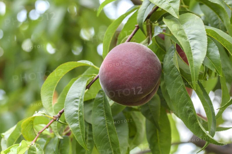 Peach (Prunus persica 'Royal Gem'), Baum- und Rebschule Schreiber KG, Poysdorf, Lower Austria, Austria, Europe