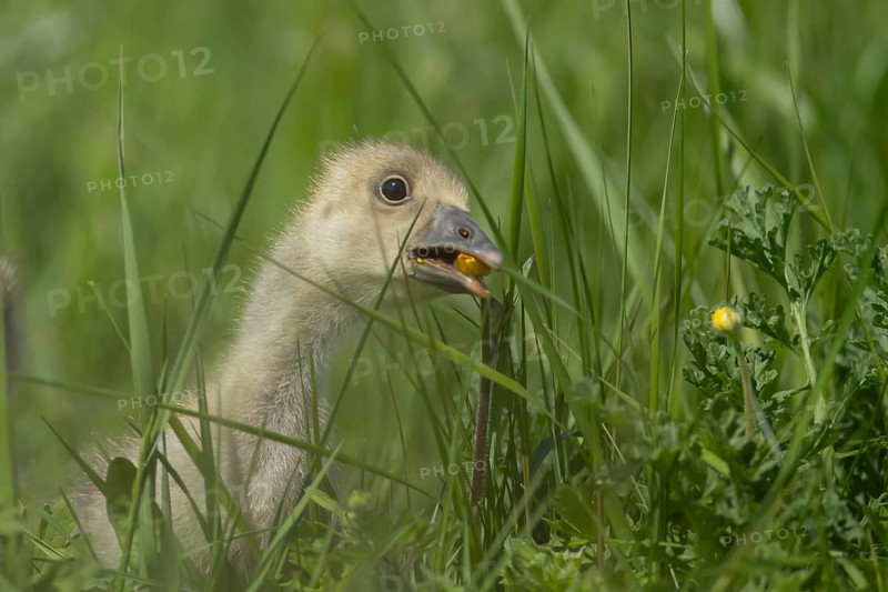 Greylag goose (Anser anser) juvenile baby gosling bird feeding on a Buttercup flower in the summer, England, United Kingdom, Europe