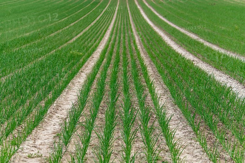 Young leek in field, (Allium porrum), Baden-Württemberg, Germany, Europe