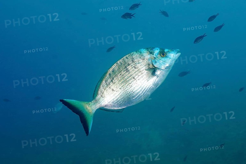 Sharpshout seabream (Diplodus puntazzo) swimming in a light blue background, accompanied by other darker coloured fish. Dive site Marine reserve Cap de Creus, Rosas, Costa Brava, Spain, Mediterranean Sea, Europe