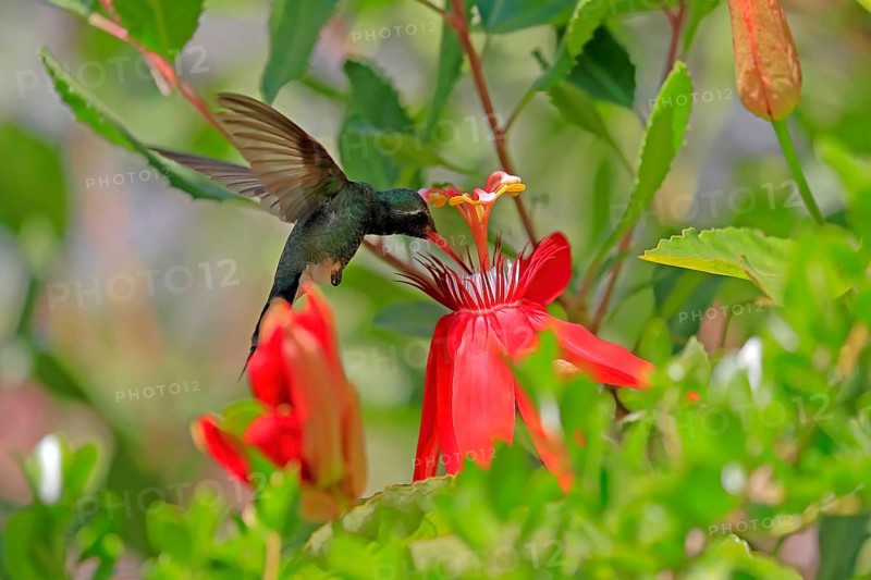 Broad-billed hummingbird (Cynanthus latirostris), adult, male, flying, on flower, foraging, Sonoran Desert, Arizona, North America, USA, North America