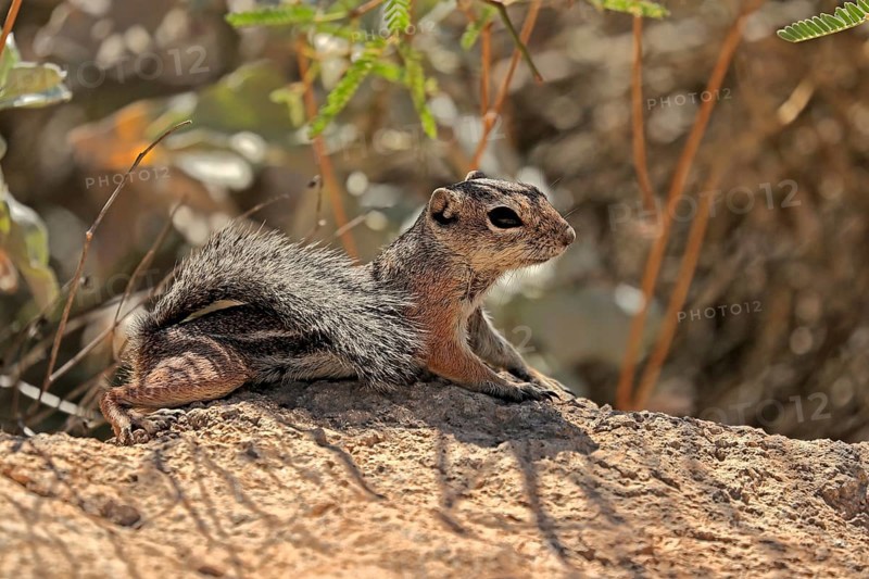 Antelope gopher, (Ammospermophilus harrisii), adult, on tree, foraging, Sonoran Desert, Arizona, North America, USA, North America