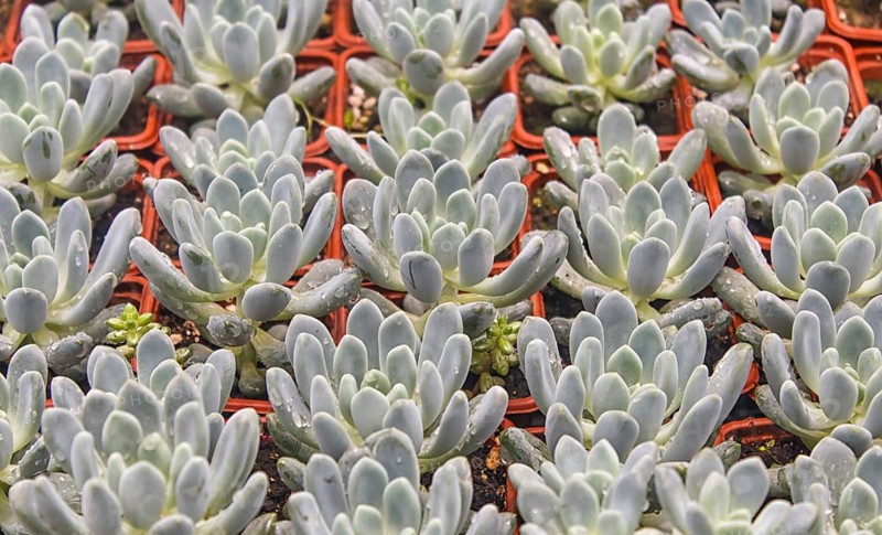 Various types of succulent in flower pots in the greenhouse. Closeup, selective focus