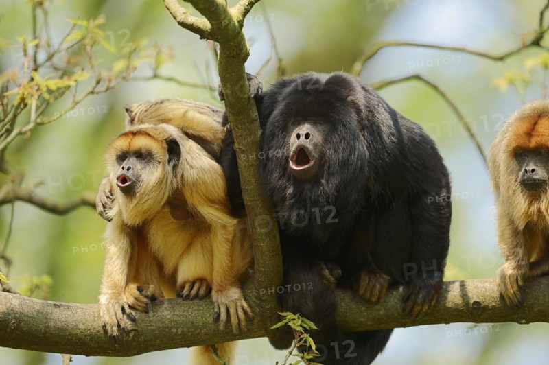 Black howler (Alouatta caraya), male and female calling with young, captive, occurring in South America