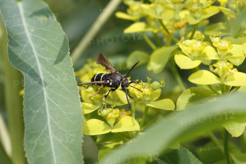 Dusky clearwing (Paranthrene tabaniformis), on goldenrod (Solidago), North Rhine-Westphalia, Germany, Europe