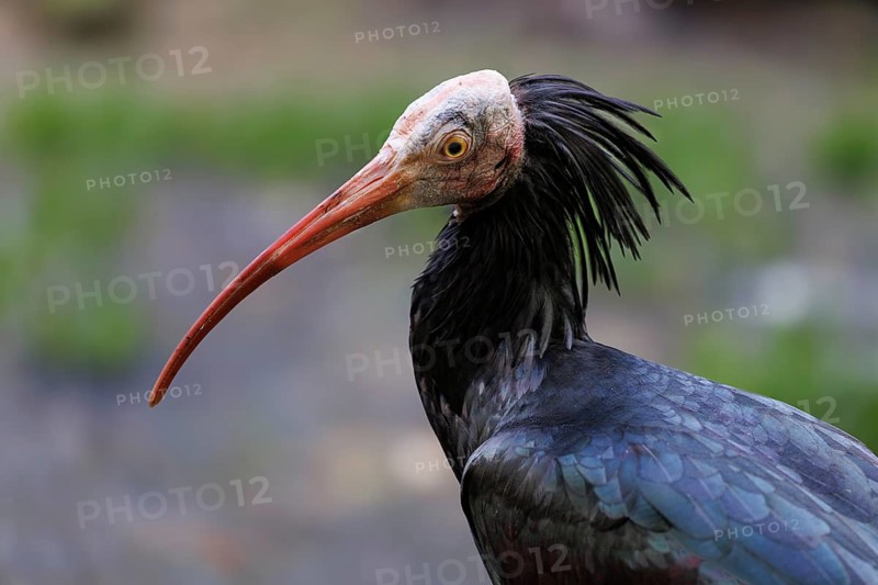 Northern Bald Ibis (Geronticus eremita), Germany, Europe