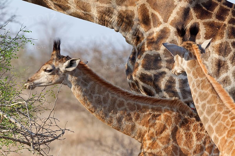 South African giraffes (Giraffa camelopardalis giraffa), adult and two young animals, young feeding on leaves with red-billed oxpecker (Buphagus erythrorynchus) on its back, Kruger National Park, South Africa, Africa