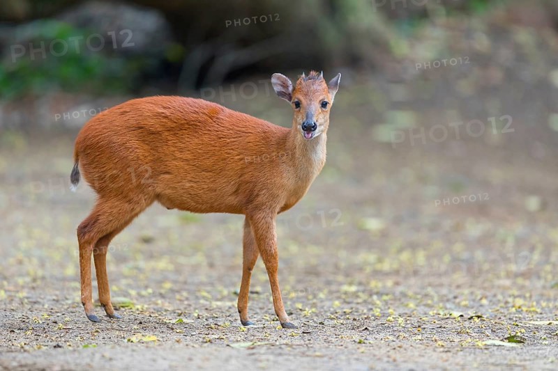 Red forest duiker (Cephalophus natalensis) antelope, iSimangaliso Wetland Park, St. Lucia, KwaZulu-Natal, South Africa, Africa