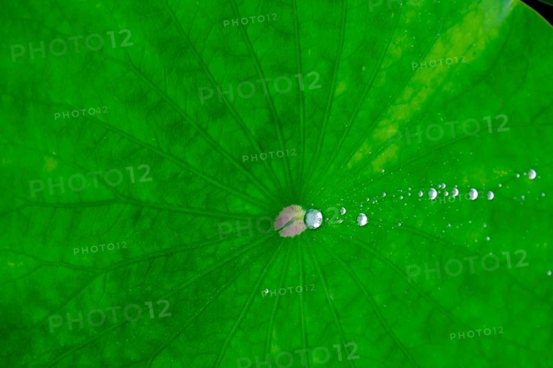 Lotus leaf with water droplets, North Rhine-Westphalia, Germany, Europe
