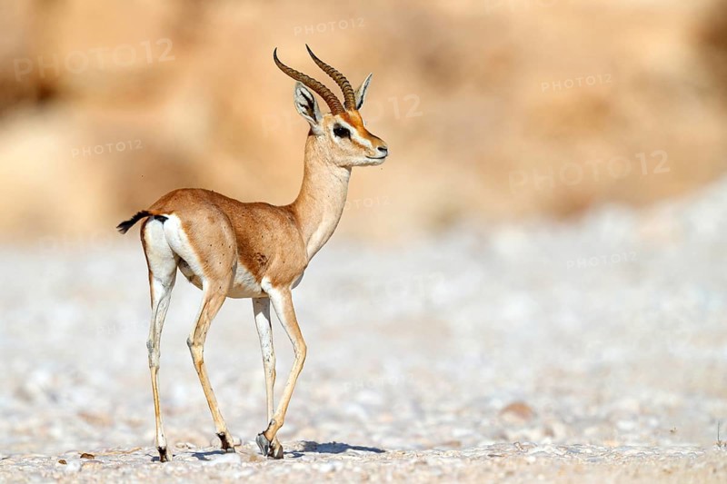 Arabian gazelle, (Gazella arabica), Mudday, Salalah, Dhofar, Oman, Asia