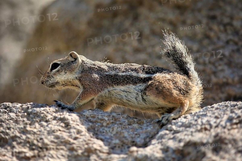 Antelope gopher, (Ammospermophilus harrisii), adult, on tree, foraging, Sonoran Desert, Arizona, North America, USA, North America