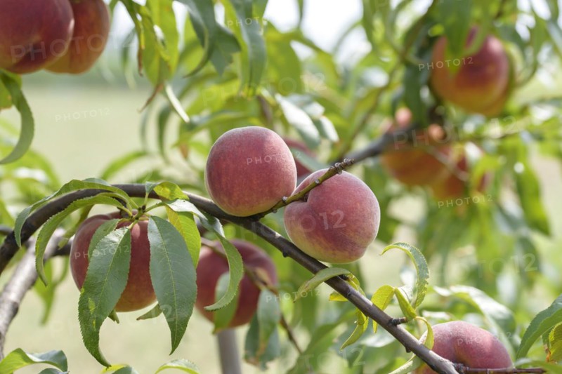 Peach (Prunus persica 'Jayhaven'), Baum- und Rebschule Schreiber KG, Poysdorf, Lower Austria, Austria, Europe