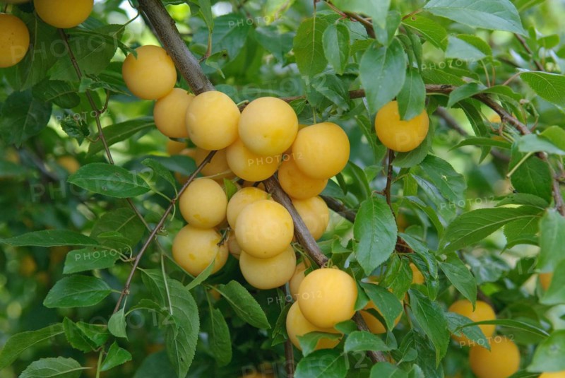 Myrobolanes (Prunus cerasifera), LauÃŸnitz, 81