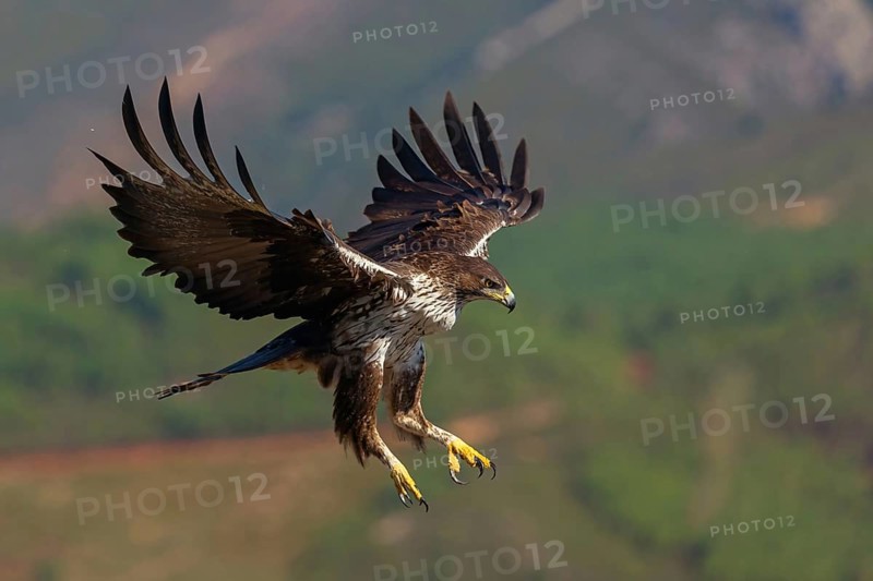 Bonelli's eagle (Hieraaetus fasciatus), Aigle de Bonelli, Ãguila-azor Perdicera, Tawi Atayr, Salalah, Dhofar, Oman, Asia