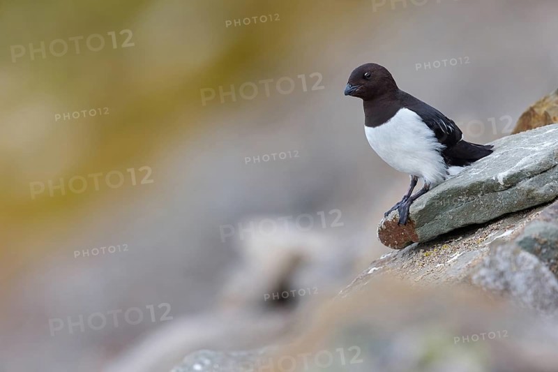 Cory's Grebe, Plautus alle, Dovekie, Little Auk, Mergule nain, MÃˆrgulo atl-ntico, Longyearbyen, Svalbard / Spitsbergen, Norway, Europe