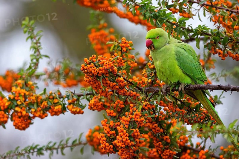 Rose-ringed Parakeet, Ring-necked Parakeet, (Psittacula krameri), Neuhofen, Rhineland-Palatinate, Germany, Europe