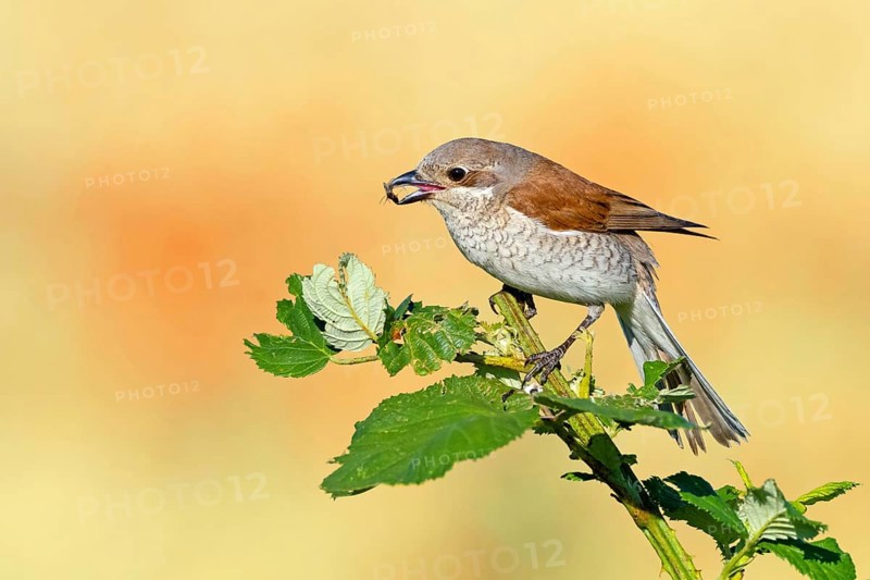 Red-backed shrike (Lanius collurio), female with prey, Hockenheim, Baden-Württemberg, Germany, Europe