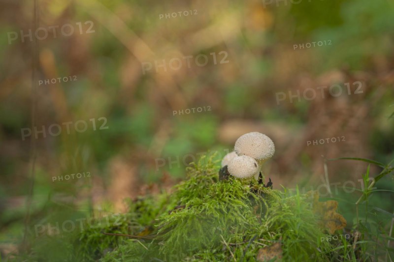 Bottle mushroom (Lycoperdon perlatum, syn. L. gemmatum), close-up, nature photograph, Neustadt am Rübenberge