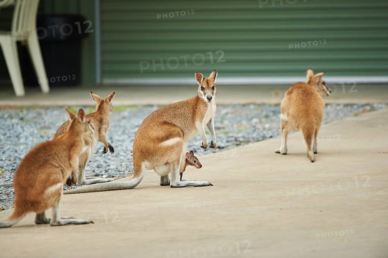 Close-up of agile wallabies (Macropus agilis) mother with her youngster near a house wildlife in Australia