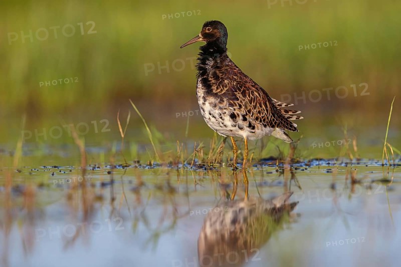 Ruff (Philomachus pugnax), male, Narew, Bialystok, Podlasie, Poland, Europe