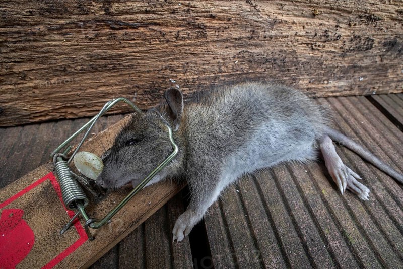 Young brown rat, common rat, Norwegian rat, Norway rat (Rattus norvegicus) juvenile trapped, killed in spring-loaded bar mousetrap in garden