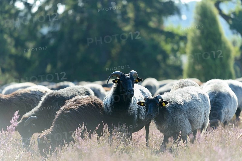Heidschnucken (Ovis aries), herd in the blooming heathland, Südheide Nature Park, Lüneburg Heath, Lower Saxony, Germany, Europe