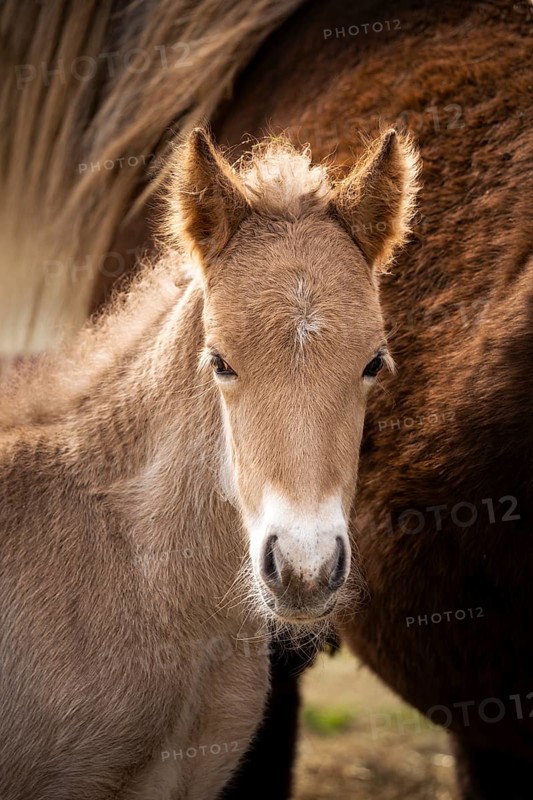 Portrait of a light brown foal of the Icelandic horse breed. The colour is isabella, the white area around the mouth is called mealy muzzle or milk mouth