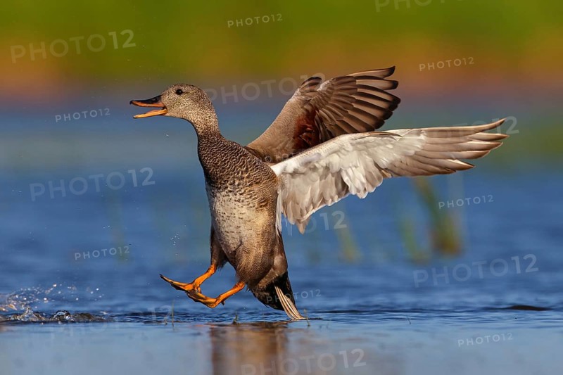 Gadwall, (Anas strepera), Mareca strepera, Wagbachniederung, Calera Y Chozas, Baden-Württemberg, Federal Republic of Germany