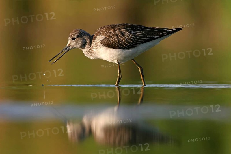 Common greenshank (Tringa nebularia) Chevalier aboyeur, Archibebe Claro, Offstein sewage ponds, Rhineland-Palatinate, Germany, Europe