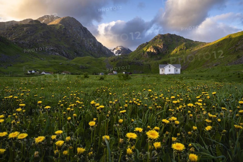 The houses of Haukland Beach, with Mount Himmeltindan on the left. In the foreground a meadow with yellow flowering common dandelion (Taraxacum) . At night at the time of the midnight sun. Golden hour. Some illuminated clouds in the sky. Haukland, Vestvagoya, Lofoten, Norway, Europe