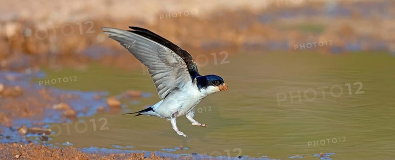 House Martin, Town Swallow, common house martin (Delichon urbica), Lesbos Island, Greece, Europe