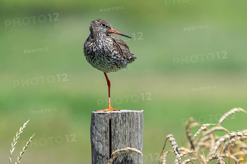 Common redshank (Tringa totanus) in breeding plumage perched on one leg on wooden fence pole along meadow in summer