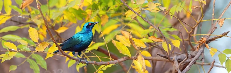 Glossy starling, (Lamprotornis chalcurus), Bronze-tailed glossy starling, Bronze-tailed starling, Estornino colibronceado, Glossy starling, Tendaba camp Tendaba photo hid, Kwinella, South Bank, Gambia, Africa