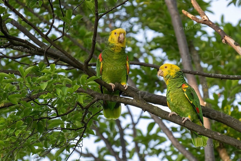 Yellow-headed Amazon (Amazona oratrix belizensis) on a branch, Rosensteinpark, Stuttgart, Baden-Württemberg, Germany, Europe