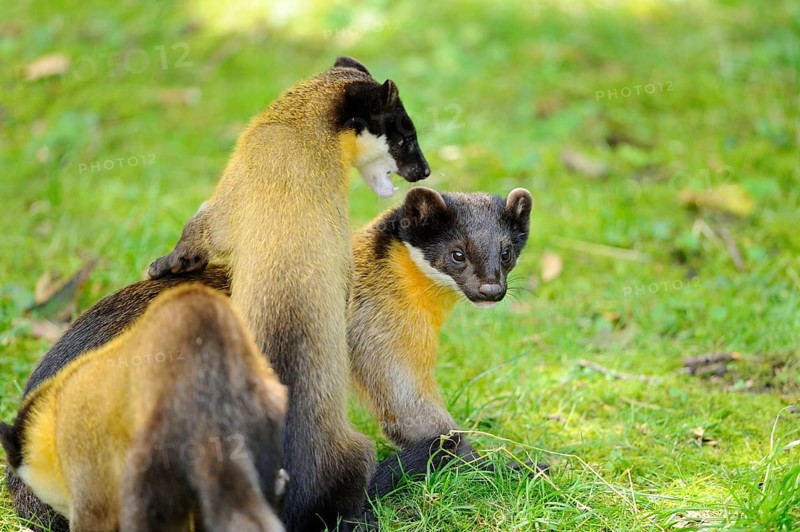 Two Yellow-throated marten (Martes flavigula) in a forest, captive