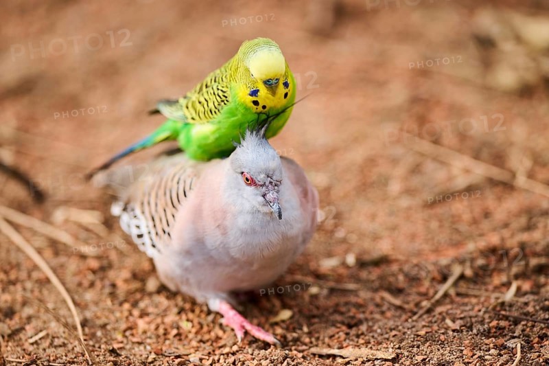 Animal Friendship of a Crested pigeon (Ocyphaps lophotes) cuddeling a Budgerigar (Melopsittacus undulatus), France, Europe
