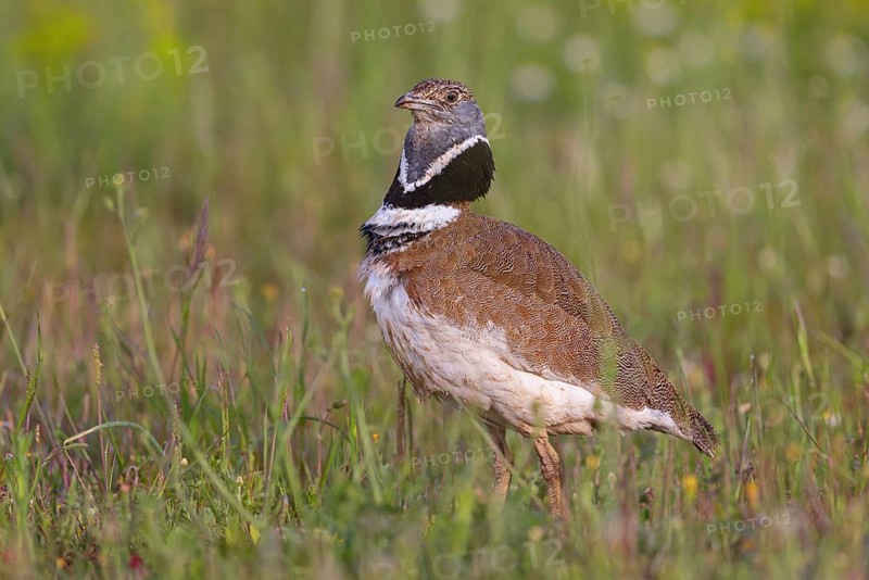 Little bustard (Tetrax tetrax) Outarde canepetière, Sison Comun, Hides De Calera / Great Bustard, Calera Y Chozas, Castilla La Mancha / Toledo, Spain, Europe