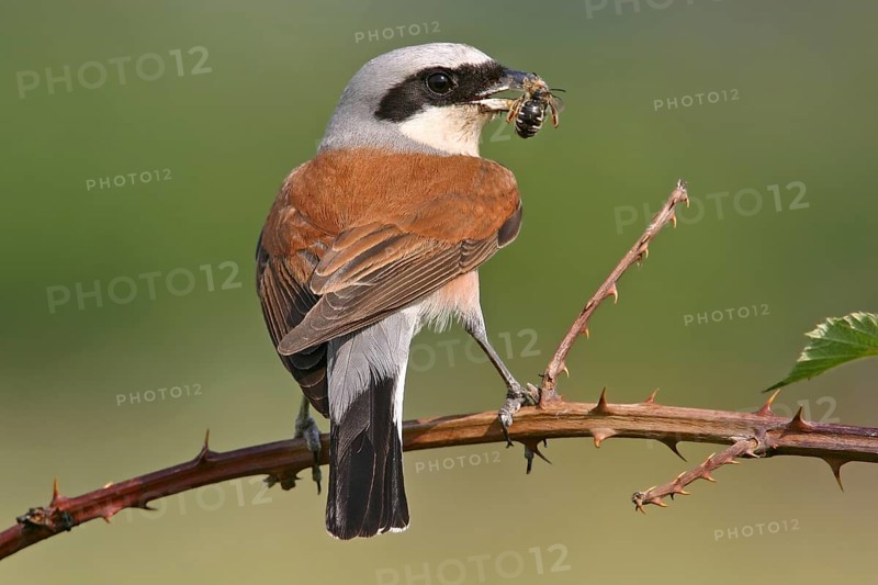 Red-backed shrike (Lanius collurio), Pie-griÃ‹che Ãˆcorcheur, AlcaudÃ›n Dorsirrojo, Spider, spider, Kreis Bad Dürkheim, Hockenheim, Baden-WÂ¸rttemberg, Germany, Europe