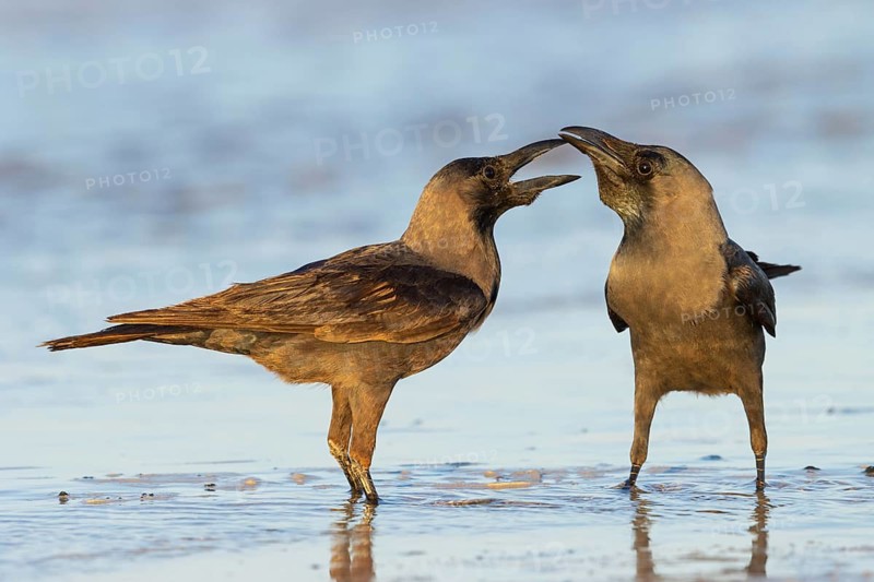 Shining Crow, Indian House Crow, House Crow, (Corvus splendens), Corbeau familier, Corneja India, Raysut, Salalah, Dhofar, Oman, Asia