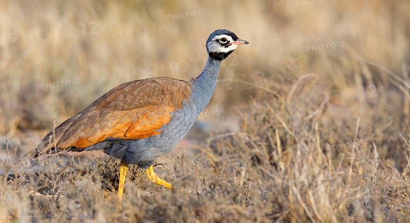 Blue bustard, (Eupodotis caerulescen), Blue Bustard, Blue Korhaan, Outarde plombée, Sison azulado