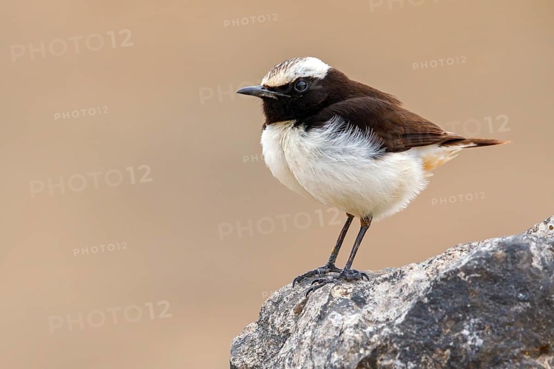Arabian Wheatear, (Oenanthe lugentoide, Middle East, Oman, male, Jabal Samhan, Salalah, Dhofar, Oman, Asia
