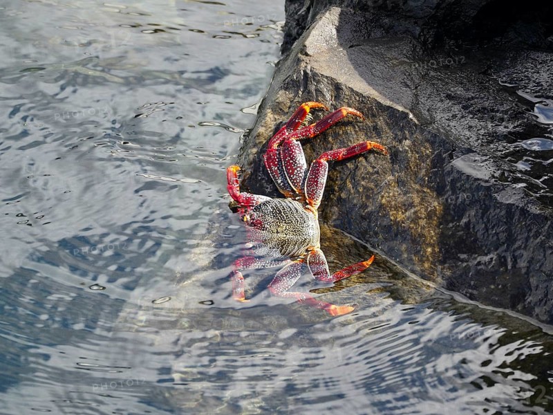 A red rock crab (Grapsus adscensionis) climbs out of the water onto a black rock. Puerto de Santiago, Tenerife, Canary Islands, Spain, Europe
