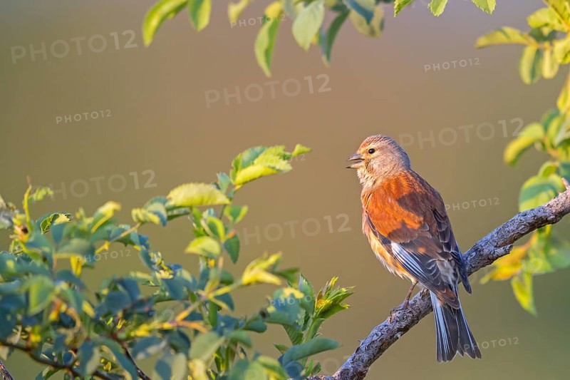 Linnet, Common Linnet, Eurasian Linnet, (Carduelis cannabin), (Acanthis cannabina), Linotte mÃˆlodieuse, Pardillo ComË™n