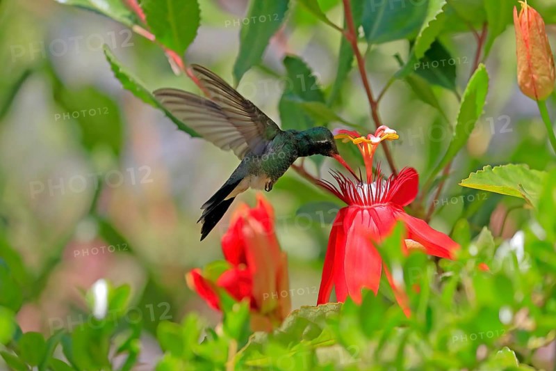 Broad-billed hummingbird (Cynanthus latirostris), adult, male, flying, on flower, foraging, Sonoran Desert, Arizona, North America, USA, North America