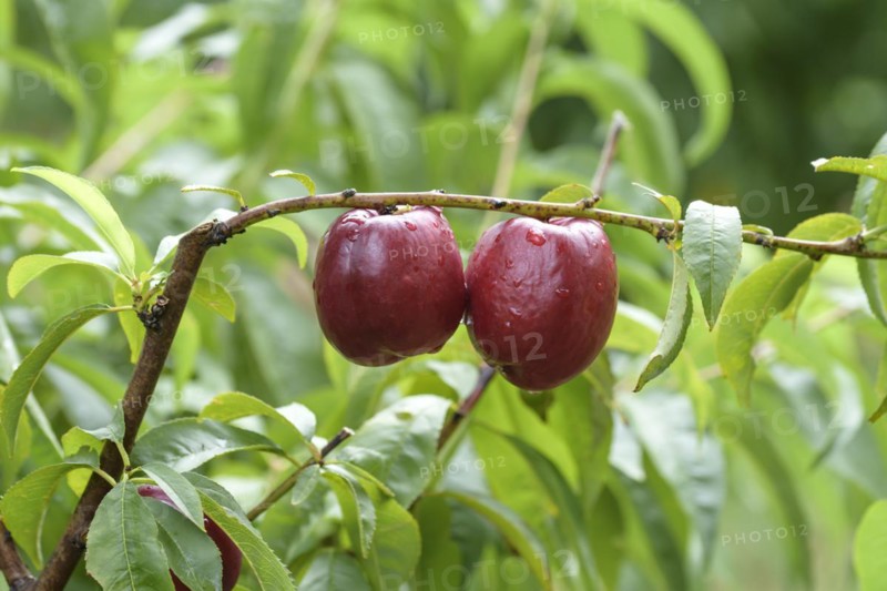 Nectarine (Prunus persica 'Big Bang'), Baum- und Rebschule Schreiber KG, Poysdorf, Lower Austria, Austria, Europe